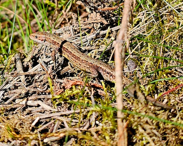 hagedis onopvallend op de bosgrond