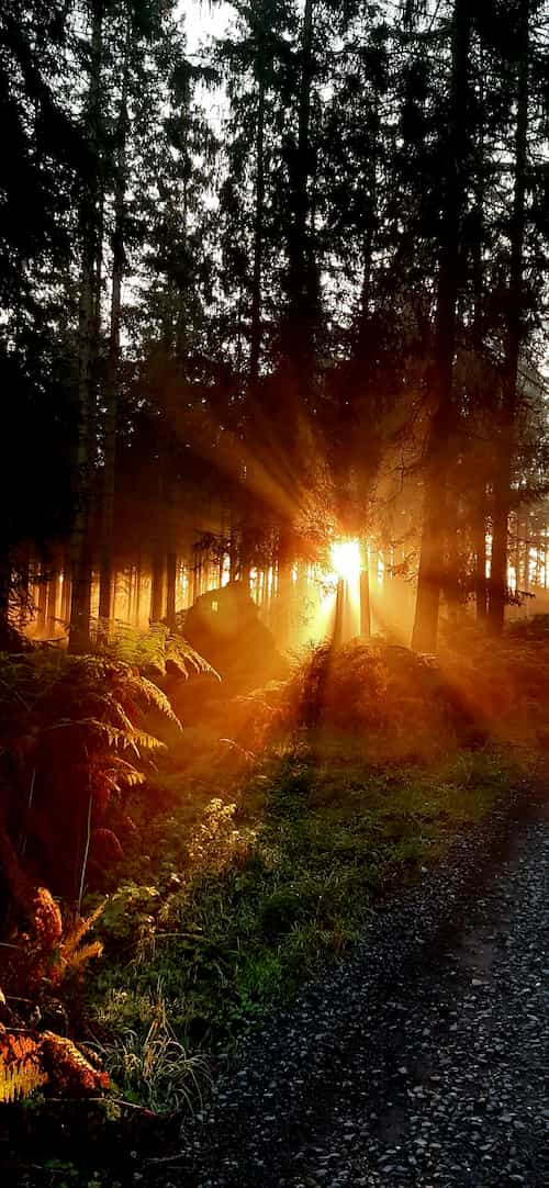 ochtend zonnestralen tussen de bomen door